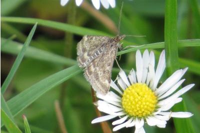 <i>Pyrausta despicata</i>