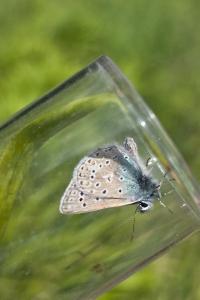 Azuré de la Bugrane 