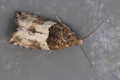 <i>Gypsonoma aceriana</i>