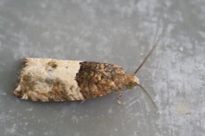 <i>Gypsonoma aceriana</i>