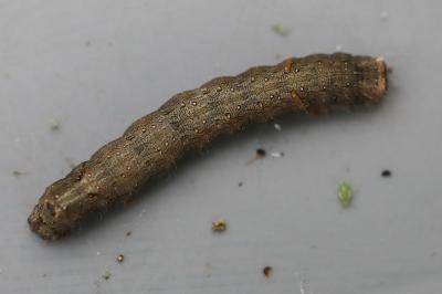 Aubépinière 