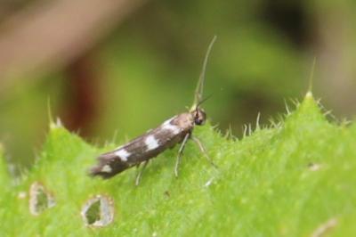 <i>Scythris scopolella</i>