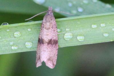 <i>Celypha striana</i>
