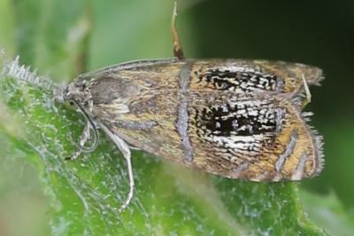 <i>Olethreutes arcuella</i>