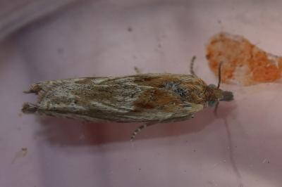 <i>Eucosma</i>