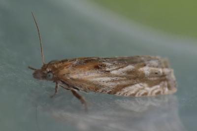 <i>Eucosma</i>