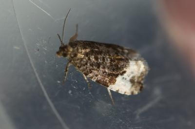 <i>Hedya pruniana</i>