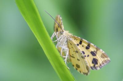 Panthère 