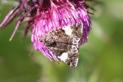 Noctuelle en deuil 