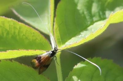 <i>Nemophora minimella</i>