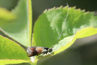 <i>Nemophora minimella</i>