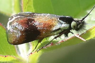 <i>Nemophora minimella</i>