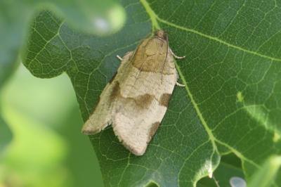 <i>Choristoneura hebenstreitella</i>