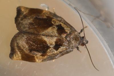 <i>Archips crataegana</i>