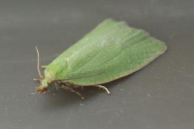 <i>Tortrix viridana</i>