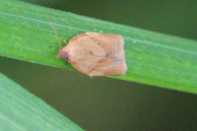 <i>Clepsis consimilana</i>