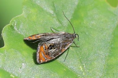 <i>Olethreutes arcuella</i>