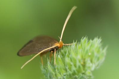 <i>Eurodachtha pallicornella</i>