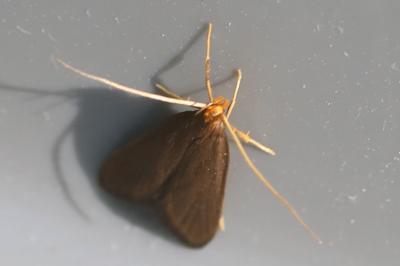 <i>Eurodachtha pallicornella</i>