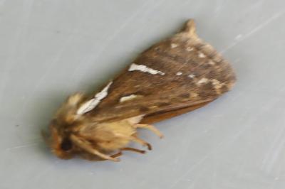 Louvette 