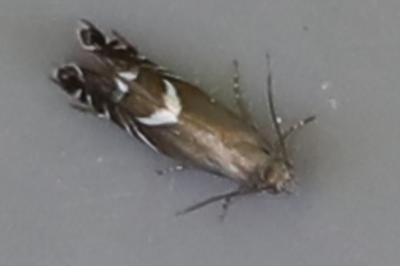 <i>Glyphipterix simpliciella</i>