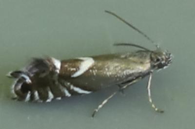 <i>Glyphipterix simpliciella</i>