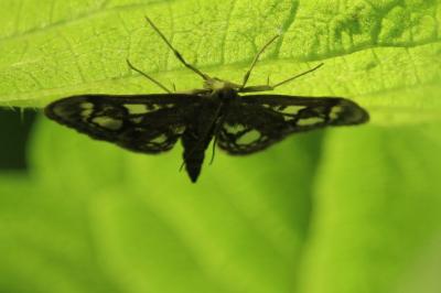 <i>Anania coronata</i>