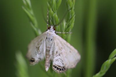 <i>Cataclysta lemnata</i>