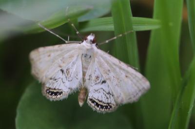 <i>Cataclysta lemnata</i>