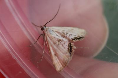 <i>Cataclysta lemnata</i>