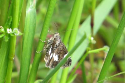 Noctuelle en deuil 