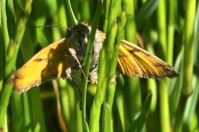 Doublure jaune 