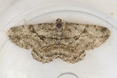 <i>Peribatodes rhomboidaria rhomboidaria</i>