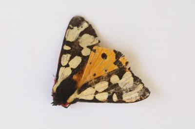 Écaille fermière 