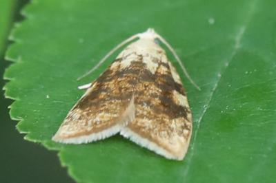<i>Aleimma loeflingiana</i>