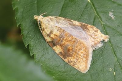 <i>Aleimma loeflingiana</i>