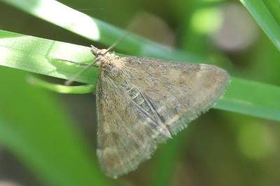 <i>Pyrausta despicata</i>