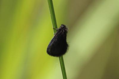 <i>Epichnopterix</i>