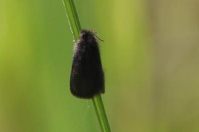 <i>Epichnopterix</i>