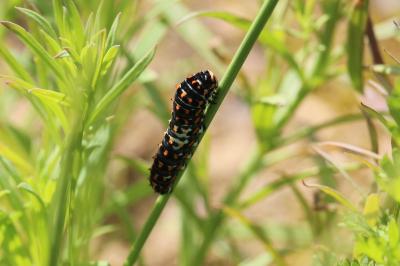 Machaon 