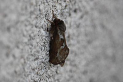 Louvette 