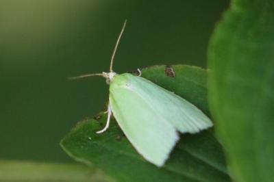 <i>Tortrix viridana</i>