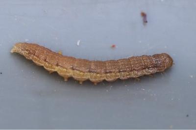 <i>Phycita roborella</i>