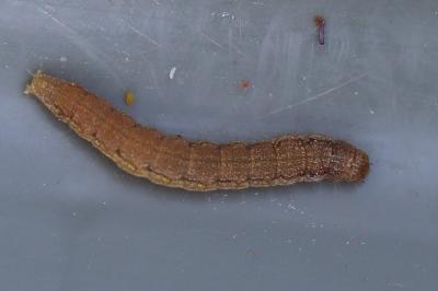 <i>Phycita roborella</i>