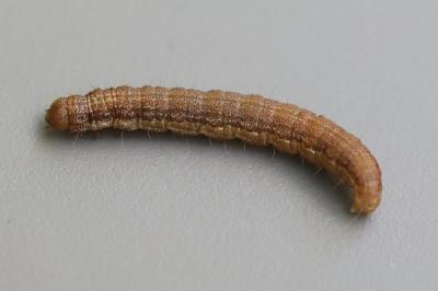 <i>Phycita roborella</i>