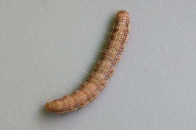 <i>Phycita roborella</i>