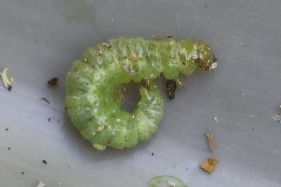 <i>Patania ruralis</i>
