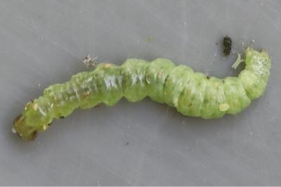 <i>Patania ruralis</i>