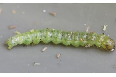<i>Patania ruralis</i>