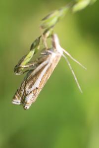 <i>Crambus lathoniellus</i>